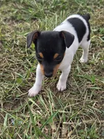 ACA Buttercup, a female Toy Fox Terrier for sale in Versailles, MO – 7 of 9