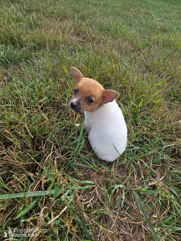 ACA Brownie Bear – Toy Fox Terrier puppy for sale in Versailles, MO