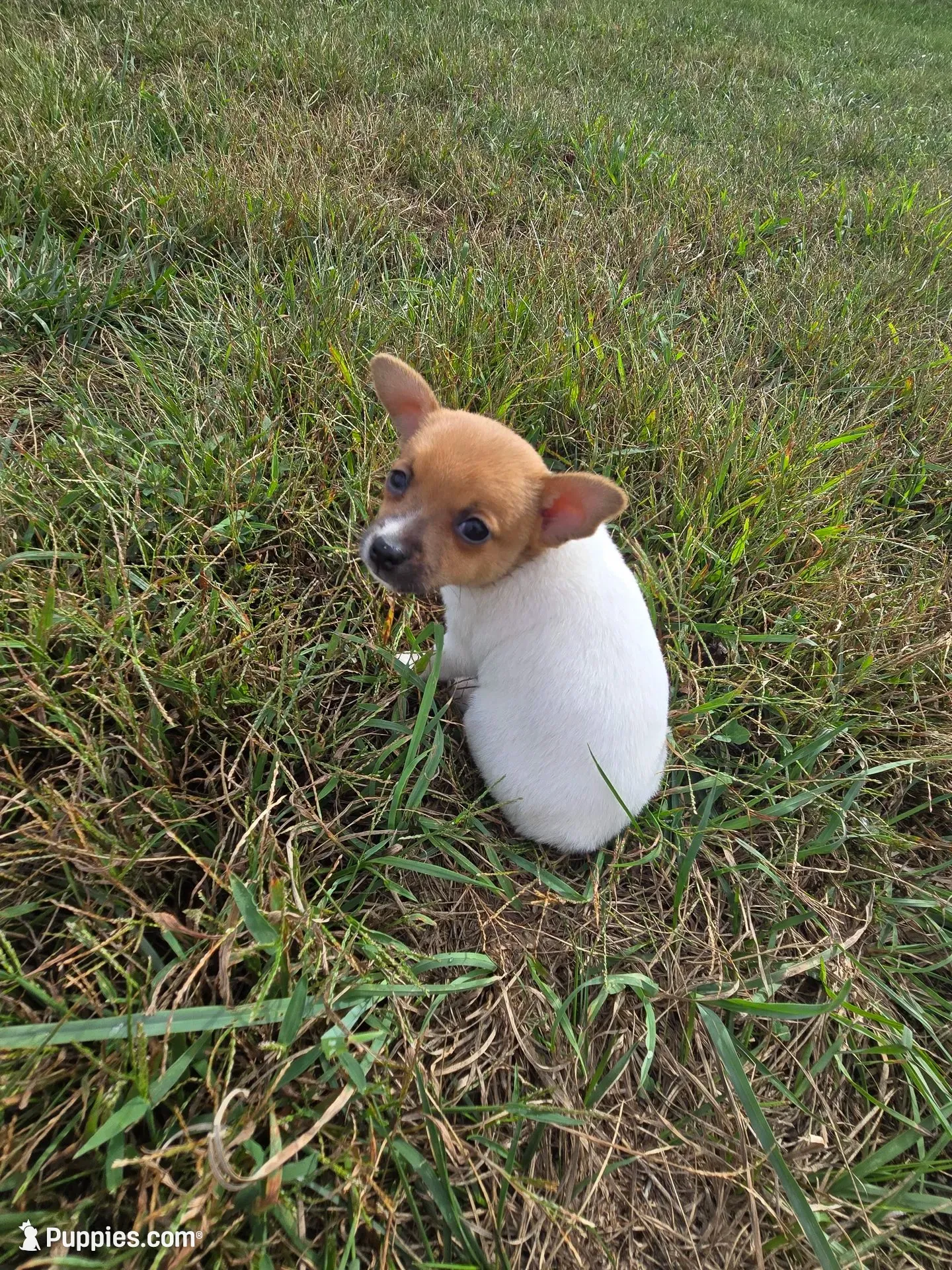 ACA Brownie Bear, a male Toy Fox Terrier for sale in Versailles, MO – 1 of 7