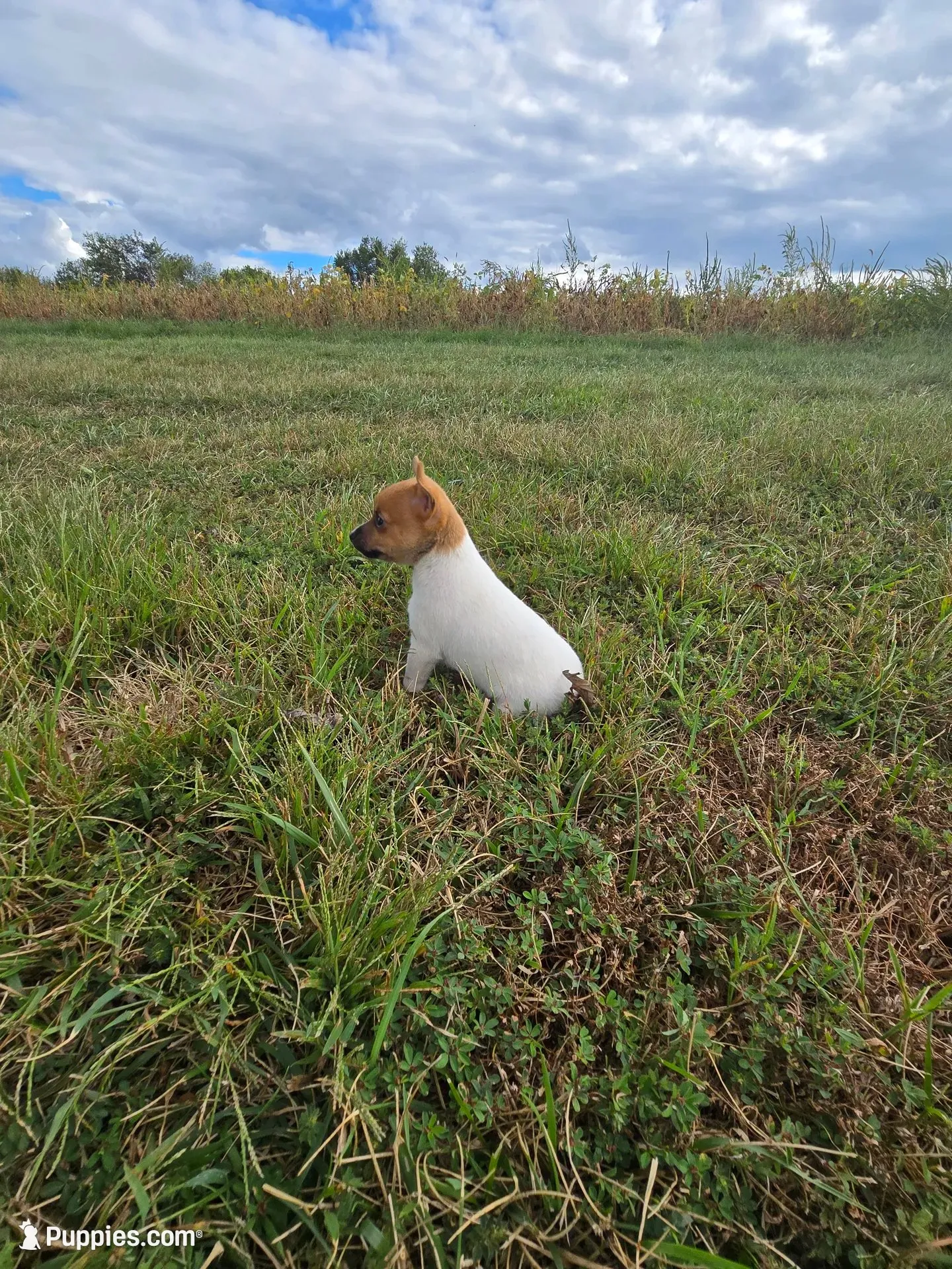 ACA Brownie Bear, a male Toy Fox Terrier for sale in Versailles, MO – 2 of 7