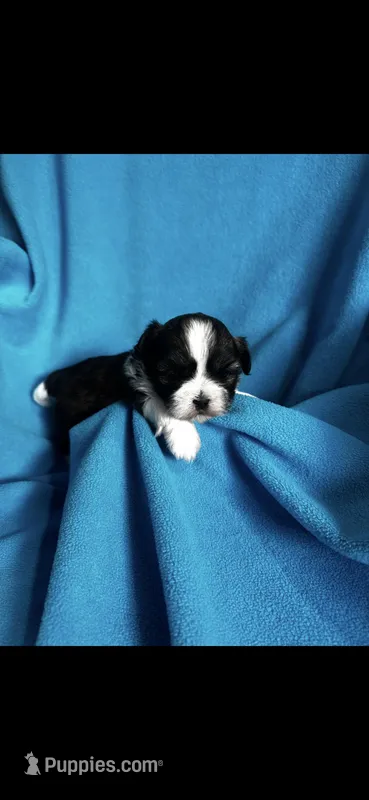 Malshi , a female Mal Shi for sale in Rock Valley, IA – Photo 1 of 1
