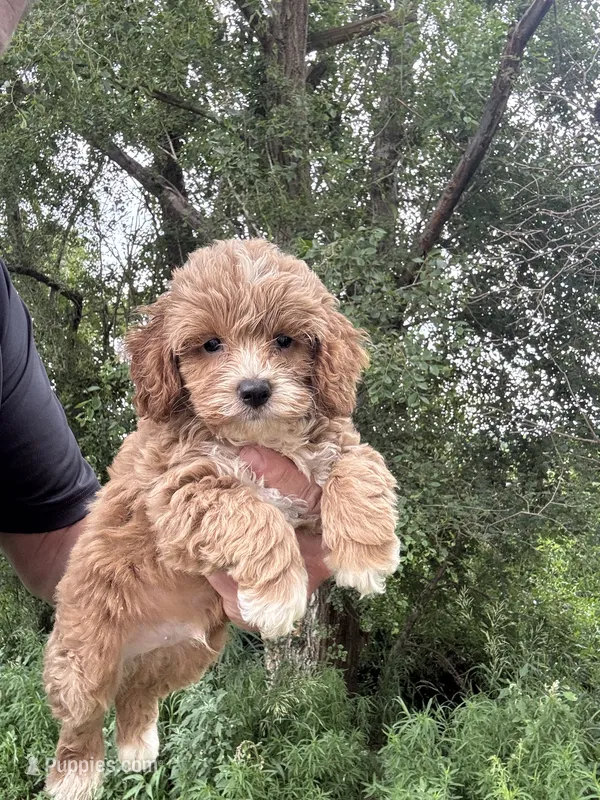 Cockapoo male  – Cockapoo puppy for sale in Rock Valley, IA