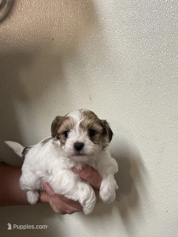 Borkie Female  – Bichon Frise, Yorkshire Terrier puppy for sale in Rock Valley, IA