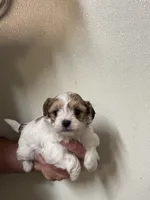 Borkie Female , a female Bichon Frise and Yorkshire Terrier for sale in Rock Valley, IA – 1 of 3