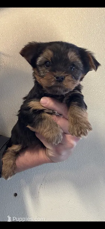 Yorkie Female