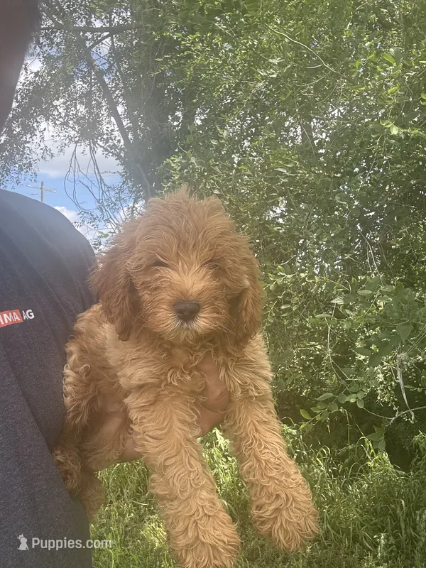 Cockapoo female  – Cockapoo puppy for sale in Rock Valley, IA