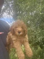 Cockapoo female , a female Cockapoo for sale in Rock Valley, IA – 1 of 1