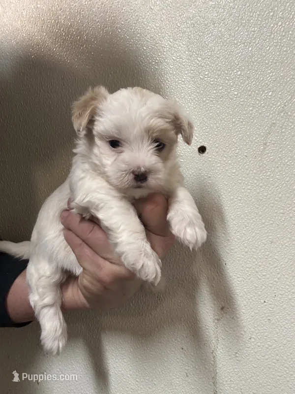 Morkie, a female Morkie for sale in Rock Valley, IA – 1 of 2