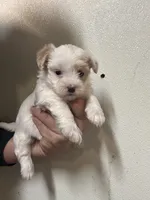 Morkie, a female Morkie for sale in Rock Valley, IA – 1 of 2