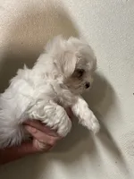 Maltese Male , a male Maltese for sale in Rock Valley, IA – 2 of 2