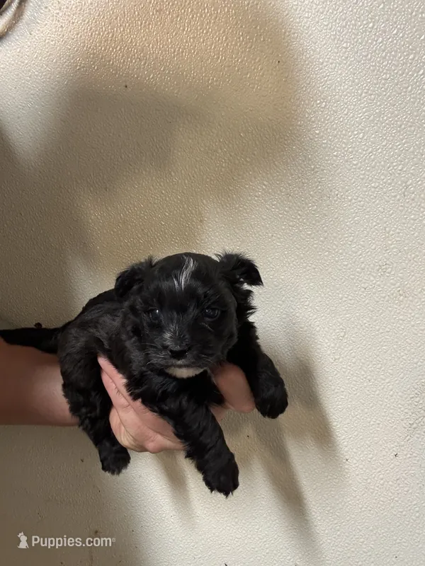 Borkie male  – Bichon Frise, Yorkshire Terrier puppy for sale in Rock Valley, IA