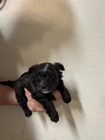 Borkie male , a male Bichon Frise and Yorkshire Terrier for sale in Rock Valley, IA – 1 of 3