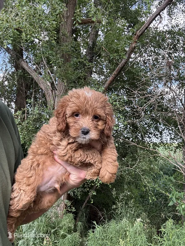 Cockapoo male  – Cockapoo puppy for sale in Rock Valley, IA