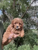 Cockapoo male , a male Cockapoo for sale in Rock Valley, IA – 1 of 1