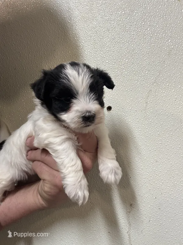 Morkie male , a female Morkie for sale in Rock Valley, IA – 1 of 1