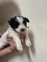 Morkie male , a female Morkie for sale in Rock Valley, IA – 1 of 1