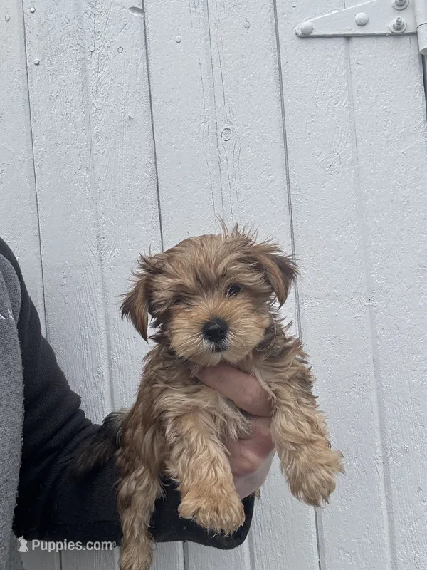 Morkie Male