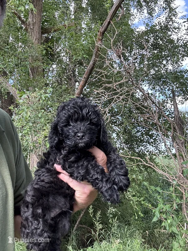 Cockapoo male black  – Cockapoo puppy for sale in Rock Valley, IA