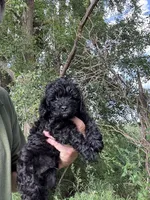 Cockapoo male black , a male Cockapoo for sale in Rock Valley, IA – 1 of 1