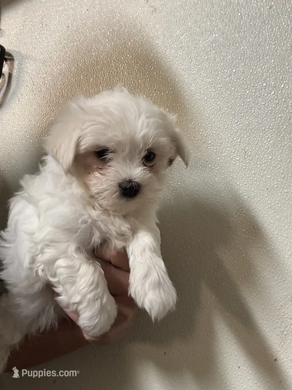 Maltese Male  – Maltese puppy for sale in Rock Valley, IA