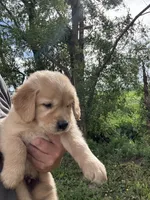 Walker, a male Golden Retriever for sale in Rock Valley, IA – 1 of 1