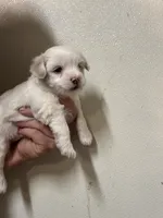Maltese Male , a male Maltese and Shih Tzu for sale in Rock Valley, IA – 3 of 4