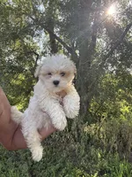Maltese, a female Maltese for sale in Rock Valley, IA – 1 of 1