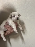 Maltese Male , a male Maltese and Shih Tzu for sale in Rock Valley, IA – 4 of 4
