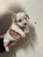 Morkie, a female Morkie for sale in Rock Valley, IA – 2 of 2