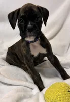 Mr. Purple, a male Boxer for sale in Lansing, MI – 5 of 8