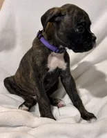 Mr. Purple, a male Boxer for sale in Lansing, MI – 4 of 8
