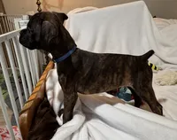 Mr blue, a male Boxer for sale in Lansing, MI – 2 of 9