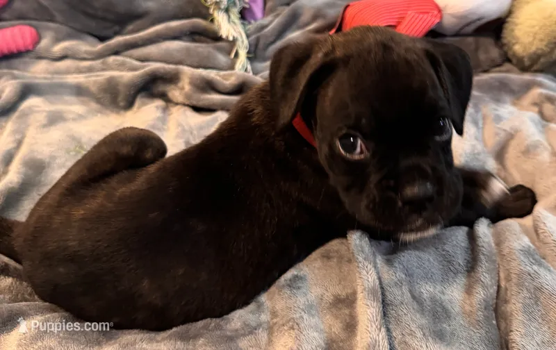 Mr. red – Boxer puppy for sale in Lansing, MI