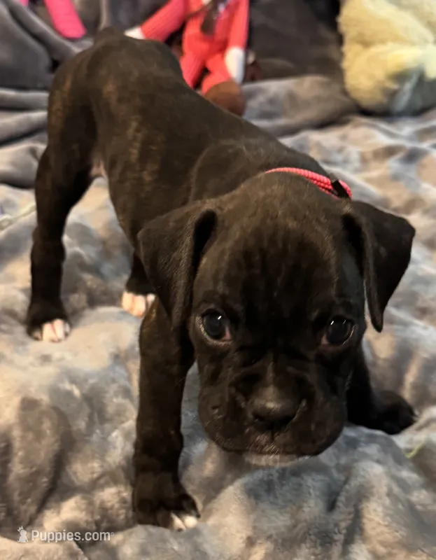 Miss Pink – Boxer puppy for sale in Lansing, MI