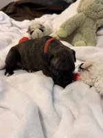 Mr. red, a male Boxer for sale in Lansing, MI – 3 of 5
