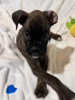 Mr blue, a male Boxer for sale in Lansing, MI – 3 of 9
