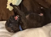 Mr blue, a male Boxer for sale in Lansing, MI – 4 of 7