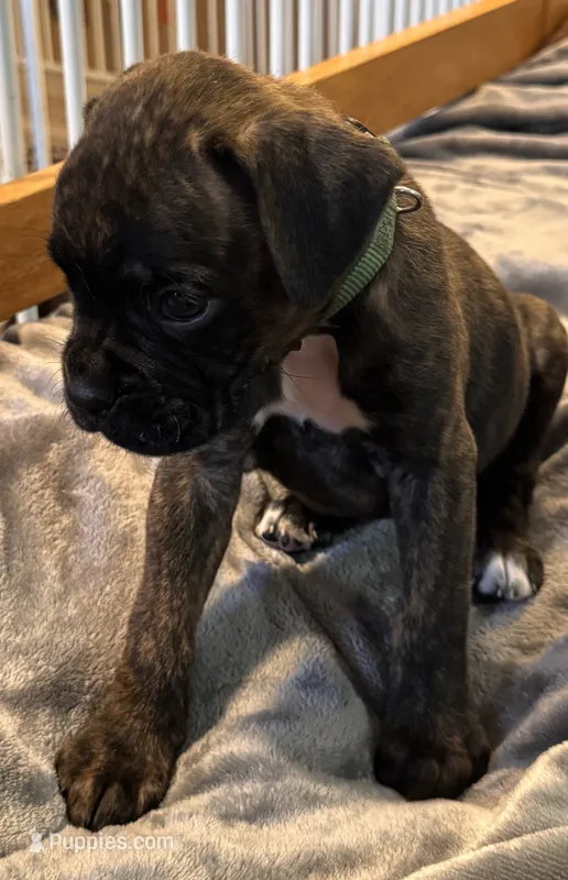 Mr Green – Boxer puppy for sale in Lansing, MI