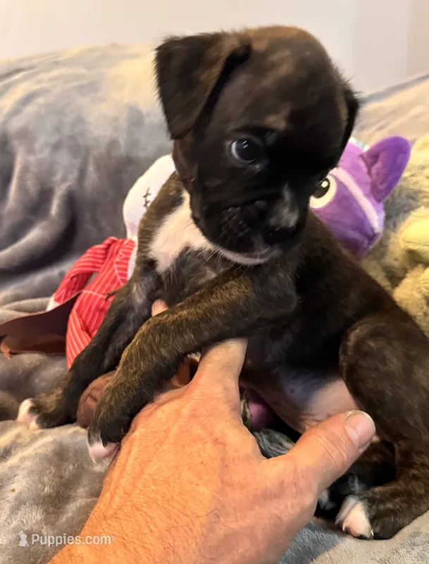 Mr. Purple – Boxer puppy for sale in Lansing, MI