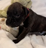 Mr. red, a male Boxer for sale in Lansing, MI – 5 of 5