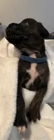 Mr blue, a male Boxer for sale in Lansing, MI – 5 of 7
