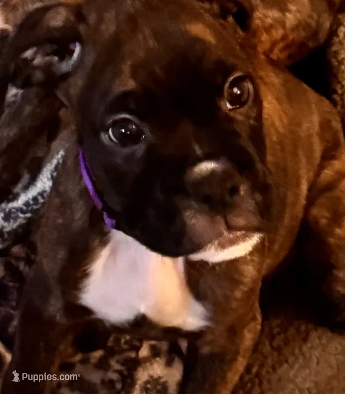 Mr. Purple – Boxer puppy for sale in Lansing, MI