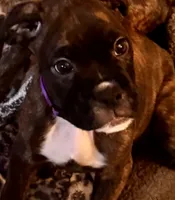 Mr. Purple, a male Boxer for sale in Lansing, MI – 1 of 8