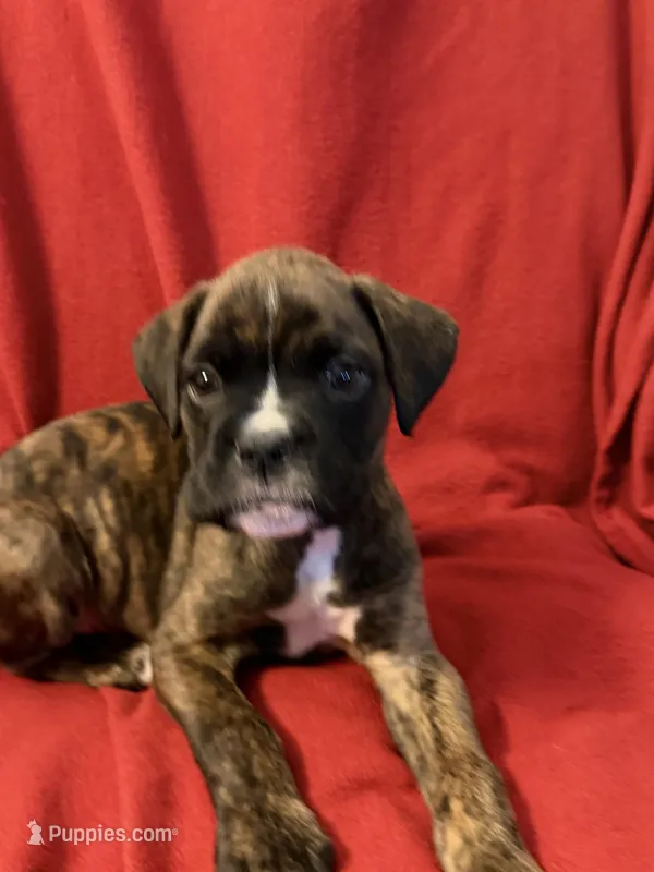Mr Green – Boxer puppy for sale in Lansing, MI