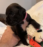 Miss Pink, a female Boxer for sale in Lansing, MI – 2 of 4