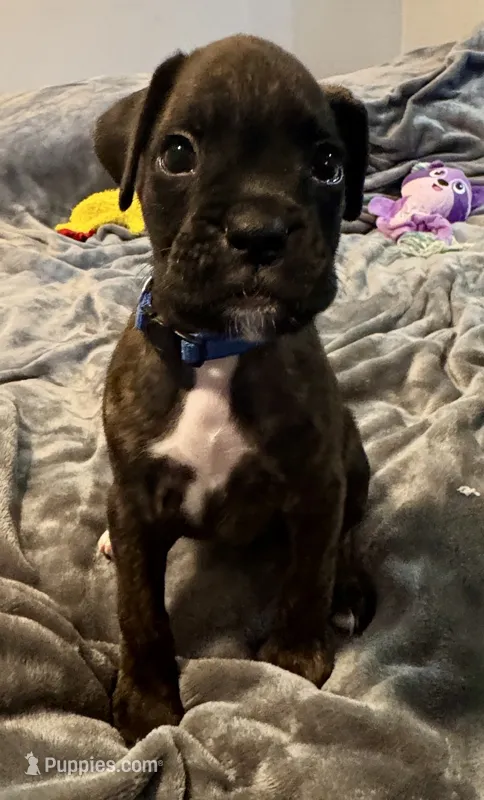Mr blue – Boxer puppy for sale in Lansing, MI