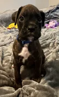 Mr blue, a male Boxer for sale in Lansing, MI – 6 of 9