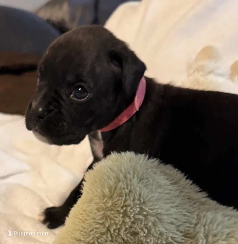 Miss Pink – Boxer puppy for sale in Lansing, MI
