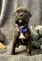 processed/b5b71125-b8a9-4dbc-985a-e86212c45e37/listing/721bef92-5a92-4753-8736-a255725de245/a902c6c0-4384-4aef-bd28-e2a6f4d780c8