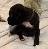 Mr. Purple, a male Boxer for sale in Lansing, MI – 3 of 3